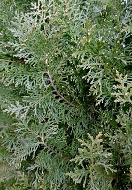 image of Platycladus orientalis, Oriental Arborvitae, Tree-of-life