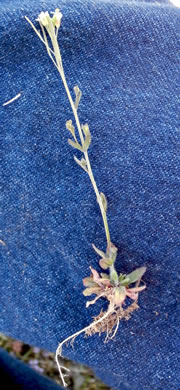image of Arabidopsis thaliana, Mouse-ear Cress