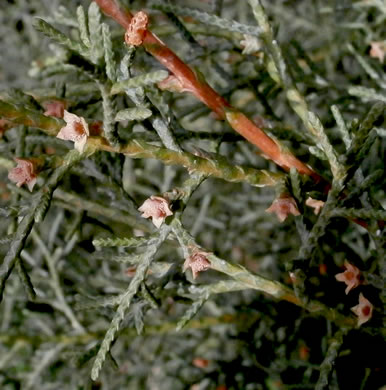image of Hesperocyparis arizonica, Arizona Cypress