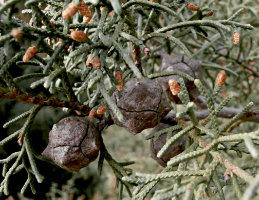 Hesperocyparis arizonica, Arizona Cypress