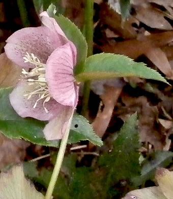 image of Helleborus orientalis, Lenten-rose
