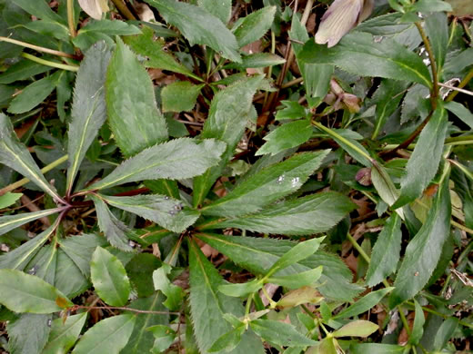 image of Helleborus viridis, Lenten-rose, Green Hellebore, Christmas-rose