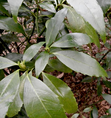 image of Aucuba japonica, Aucuba, Japanese-laurel, Spotted-laurel