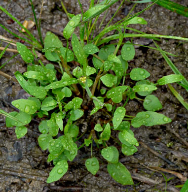 image of Ranunculus pusillus, Low Spearwort