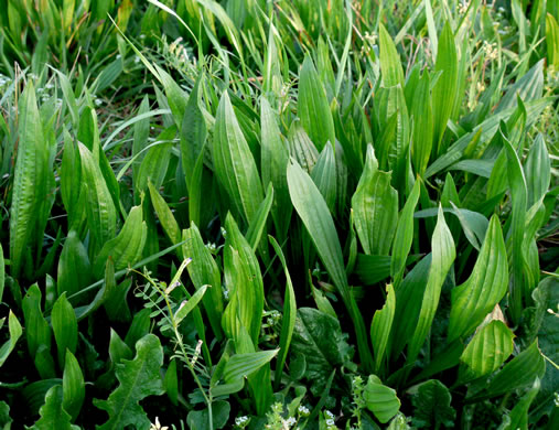 image of Plantago lanceolata, English Plantain, Buckhorn Plantain, Rib-grass, Narrowleaf Plantain
