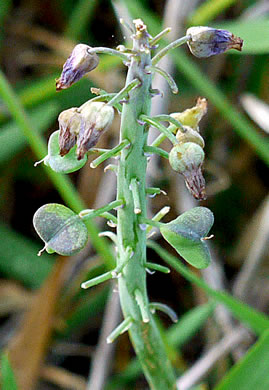 image of Muscari neglectum, Starch Grape-hyacinth, Blue Bottles