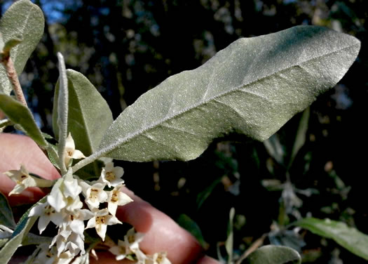 image of Elaeagnus umbellata var. parvifolia, Autumn Olive, Spring Silverberry
