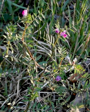 image of Vicia sativa ssp. nigra, Narrowleaf Vetch, Garden Vetch