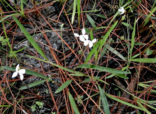 image of Viola vittata, Strapleaf Violet, White Bog Violet, Southern Water Violet