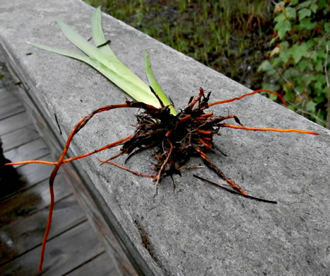 image of Lachnanthes caroliniana, Carolina Redroot