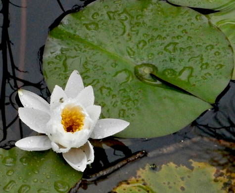 image of Nymphaea odorata ssp. odorata, Fragrant White Water-lily, American Water-lily, Sweet Water-lily