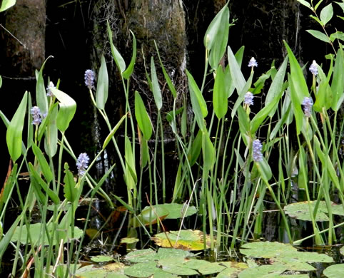 Pontederia cordata var. lancifolia, Lanceleaf Pickerelweed