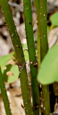 image of Diplaziopsis pycnocarpa, Glade Fern