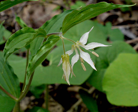 image of Prosartes maculata, Spotted Mandarin, Nodding Mandarin
