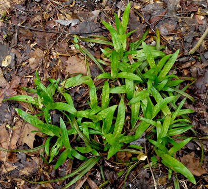 image of Carex plantaginea, Seersucker Sedge, Plantainleaf Sedge