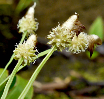image of Carex fraseriana, Fraser's Sedge, Lily-leaf Sedge
