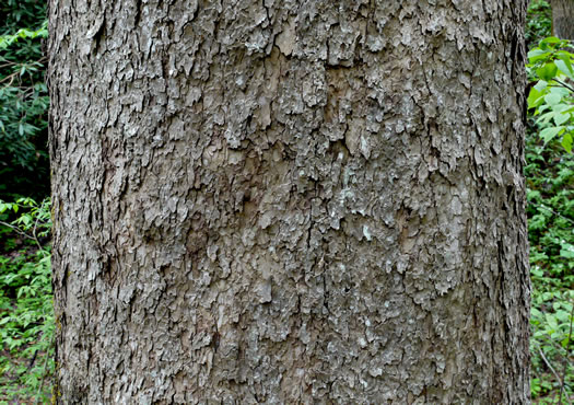 image of Platanus occidentalis, American Sycamore, Planetree