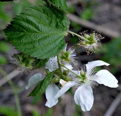 image of Rubus pensilvanicus, Pennsylvania Blackberry, Highbush Blackberry, Southern Blackberry