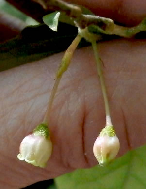 image of Gaylussacia ursina, Bear Huckleberry, Buckberry, Mountain Huckleberry