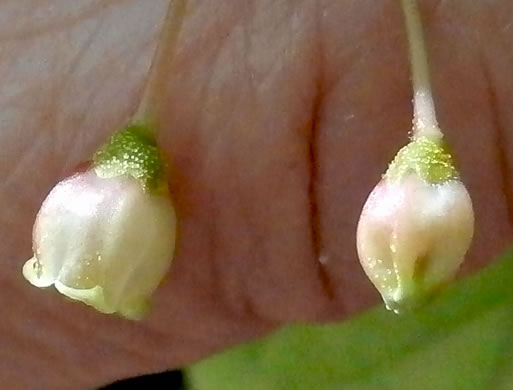 image of Gaylussacia ursina, Bear Huckleberry, Buckberry, Mountain Huckleberry