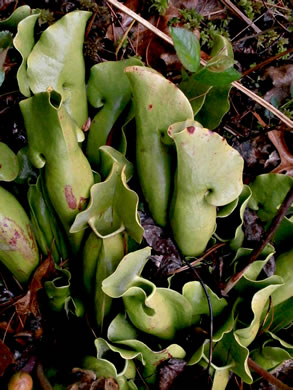 image of Sarracenia purpurea var. montana, Southern Appalachian Purple Pitcherplant