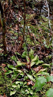 image of Sarracenia purpurea var. montana, Southern Appalachian Purple Pitcherplant