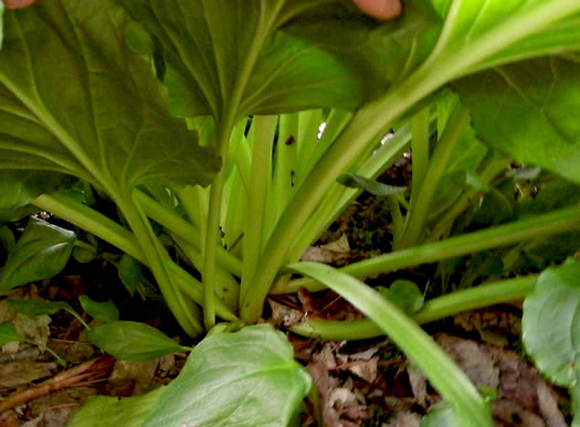image of Symplocarpus foetidus, Skunk Cabbage