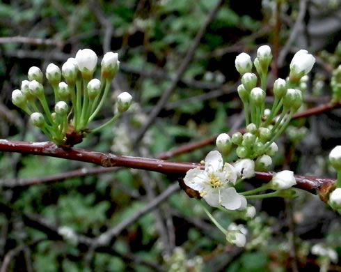 image of Prunus pensylvanica, Fire Cherry, Pin Cherry