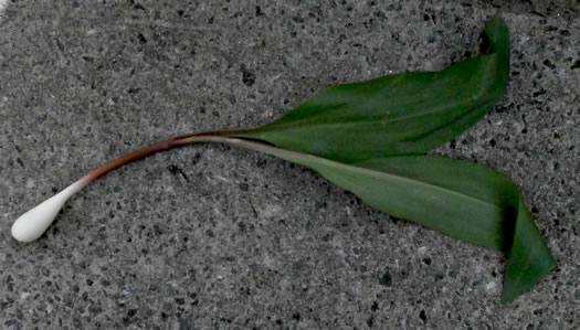 image of Allium tricoccum, Ramps, Red Ramps, Rampscallions, Wild Leek