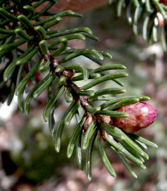 image of Picea rubens, Red Spruce, He Balsam