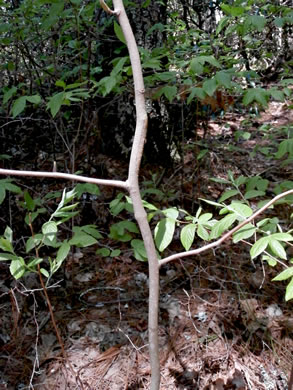image of Magnolia fraseri, Fraser Magnolia, Mountain Magnolia, Earleaf Umbrella-tree, Umbrella Tree