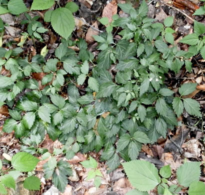 image of Cardamine diphylla, Broadleaf Toothwort, Crinkleroot, Pepperroot, Two-leaved Toothwort