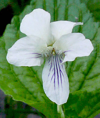 image of Viola striata, Pale Violet, Creamy Violet, Striped Cream Violet