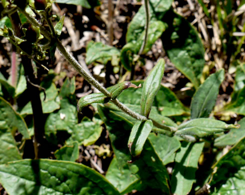 image of Penstemon australis, Downy Beardtongue, Sandhill Beardtongue, Southern Beardtongue, Southeastern Beardtongue