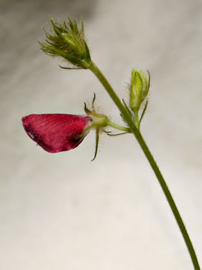 image of Tephrosia spicata, Spiked Hoary-pea, Brown-hair Tephrosia, Tawny Goat's Rue