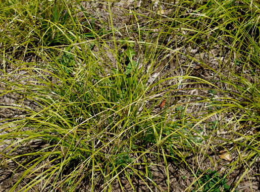 image of Carex cherokeensis, Cherokee Sedge, Wolftail Sedge