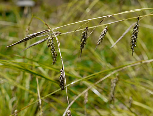 image of Carex cherokeensis, Cherokee Sedge, Wolftail Sedge