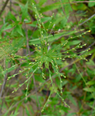 image of Linum striatum, Ridgestem Yellow Flax, Ridged Yellow Flax
