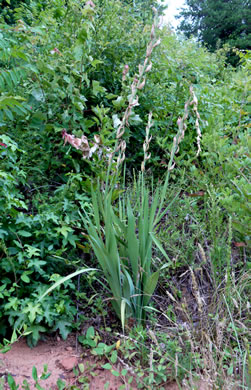 image of Gladiolus dalenii ssp. dalenii, Gladiolus