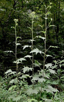 Pale Indian Plantain