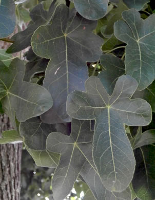 image of Ficus carica, Edible Fig, Garden Fig