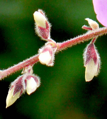 image of Desmodium viridiflorum, Velvety Tick-trefoil, Velvety Tick-clover