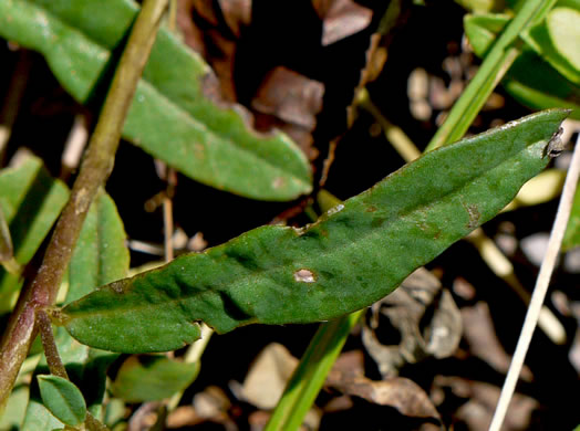 image of Crotalaria purshii, Coastal Plain Rattlebox, Pursh's Rattlebox