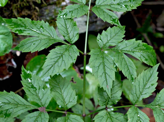 Water-hemlock