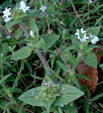 image of Richardia brasiliensis, Brazilian-clover, Tropical Mexican-clover, Tropical Richardia