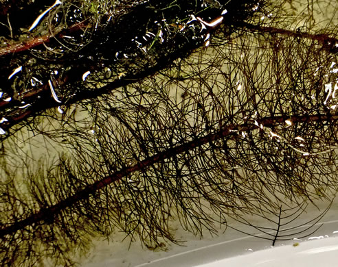 image of Myriophyllum laxum, Loose Water-milfoil, Sandhills Milfoil, Lax Water-milfoil, Piedmont Water-milfoil