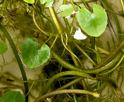 image of Nymphoides peltata, Yellow Floating Heart