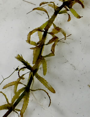 Hydrilla verticillata, Hydrilla