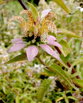 image of Monarda punctata var. punctata, Eastern Horse-mint, Spotted Beebalm
