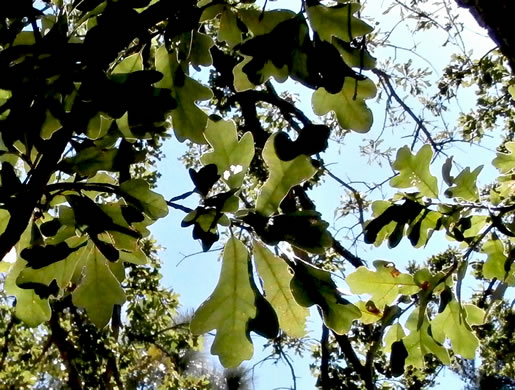 image of Quercus margarettae, Sand Post Oak, Scrub Post Oak